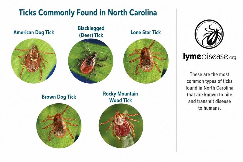 One study cannot represent every North Carolina tick