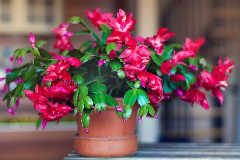 Aim for holiday blooms, not a date you can control