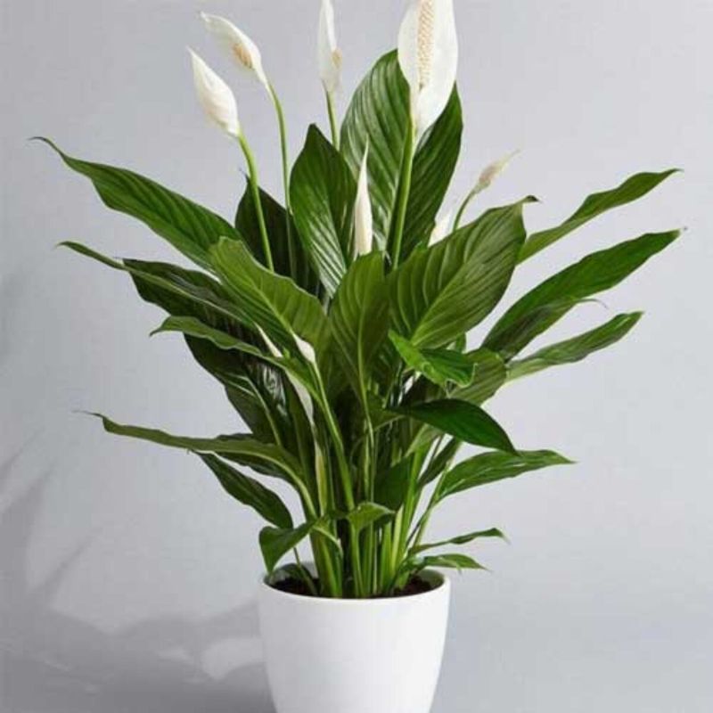 Check the light first, then give the plant time