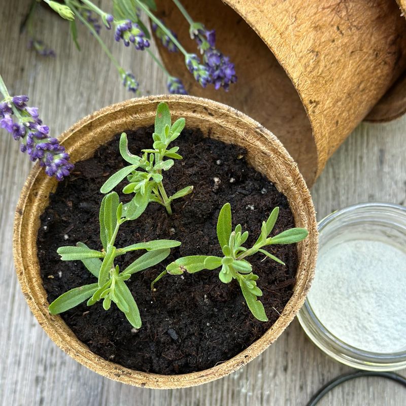 Harden rooted plants before planting them out