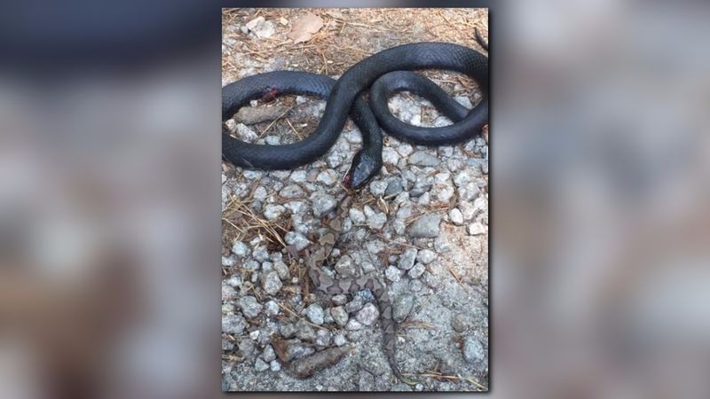 Give it space, even if it is nonvenomous