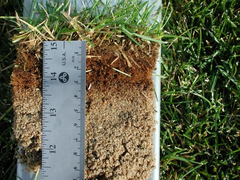 Measure thatch in a turf wedge