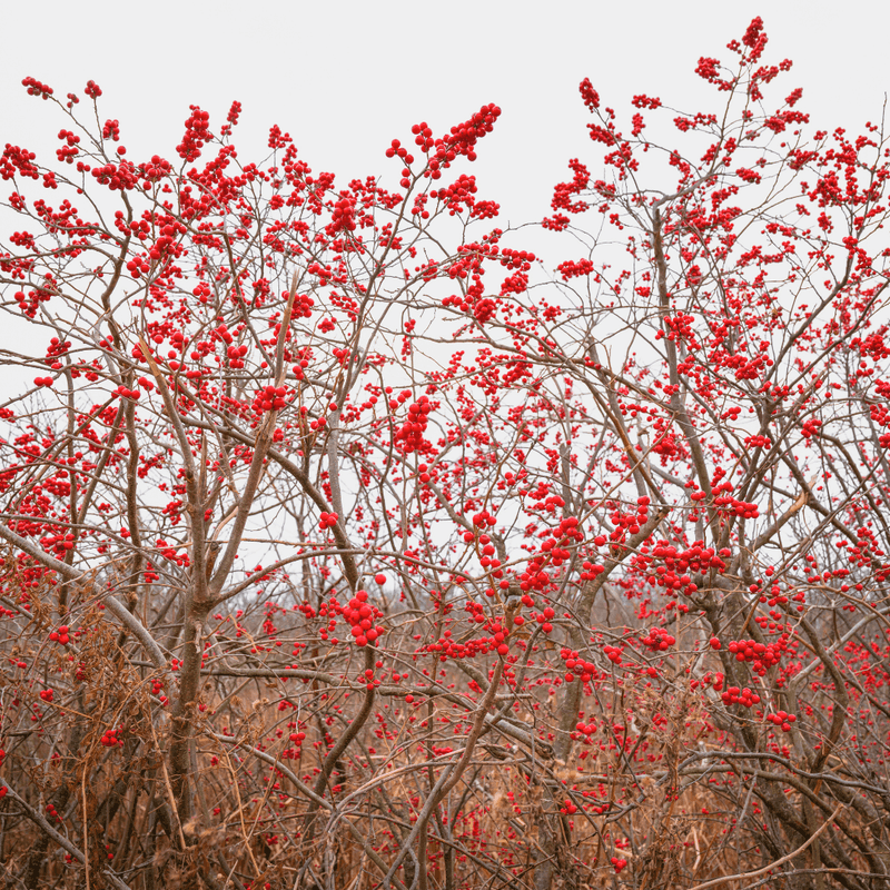 Winterberry (Ilex verticillata)