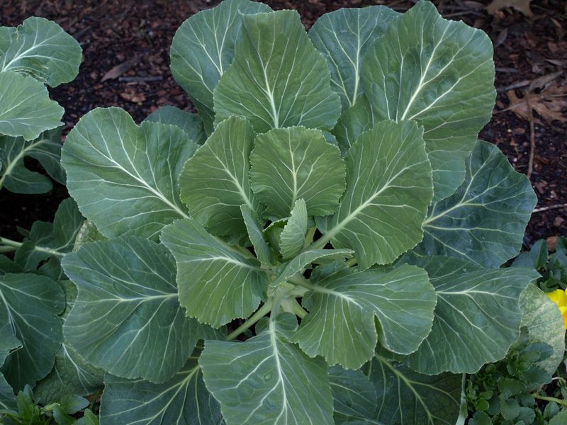 What the evidence says about fertilizer and sweetness