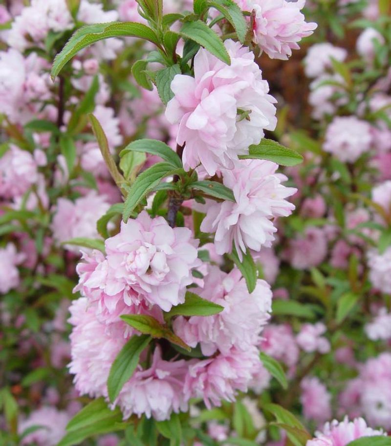 Flowering Almond (Prunus glandulosa)