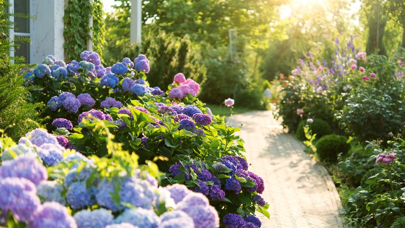 Hydrangea