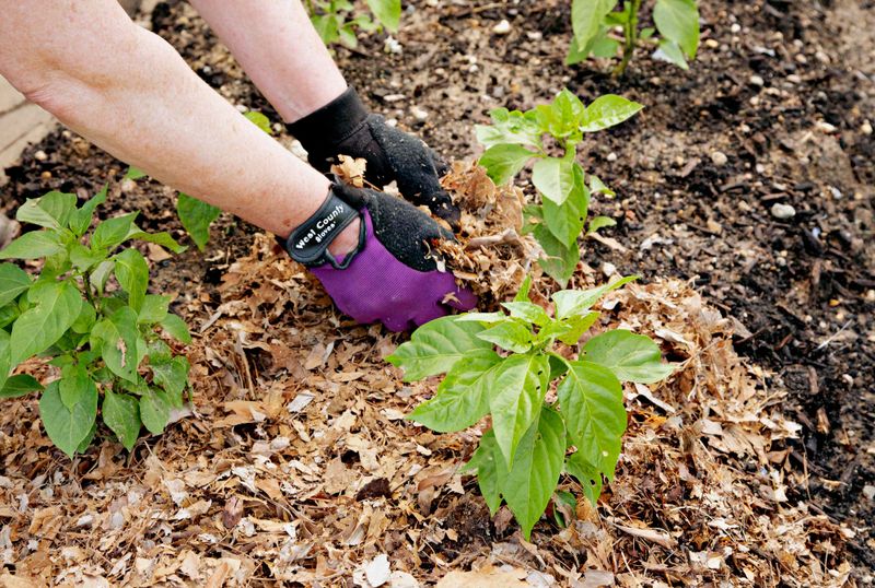 Mulch With Compost for a Steady Drip Feed