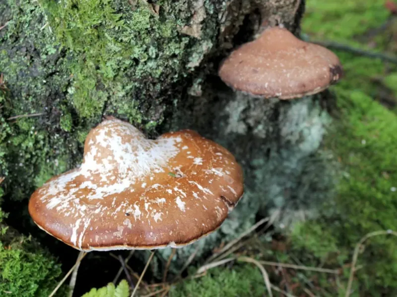 Use caution around consumption, trees, and chemical fixes