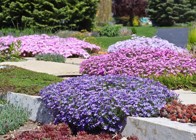 Creeping Phlox (Phlox subulata)