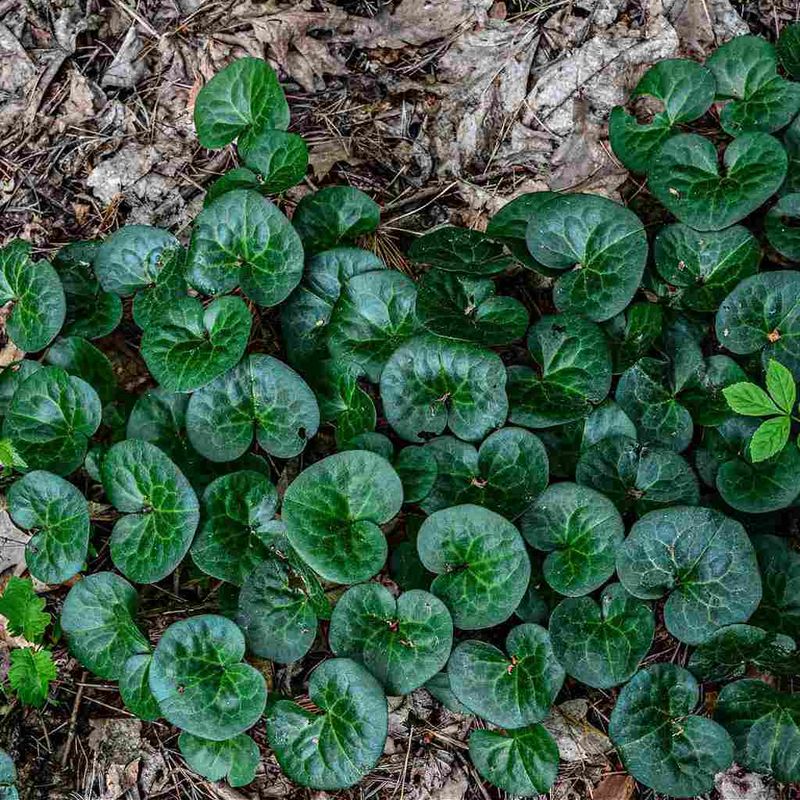 Wild Ginger (Asarum canadense or Hexastylis species)