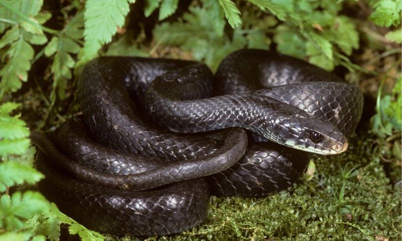 If It’s a Rat Snake, Identify It Carefully