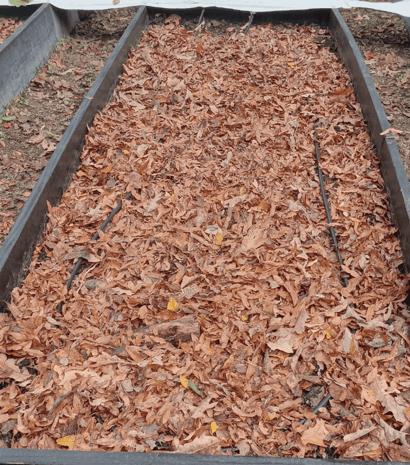 Spread a modest layer over an empty bed