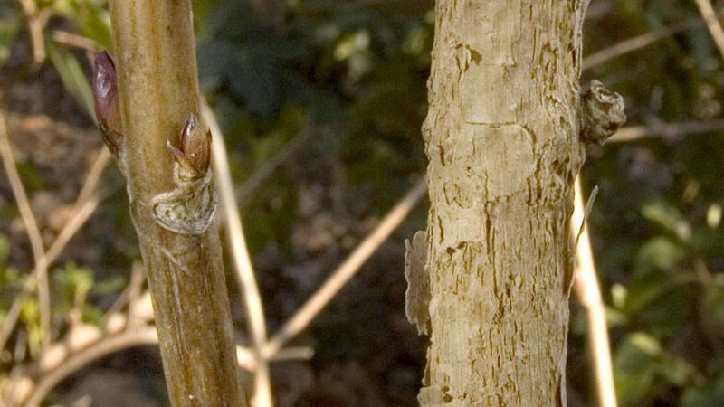 Old wood carries next year's flower buds