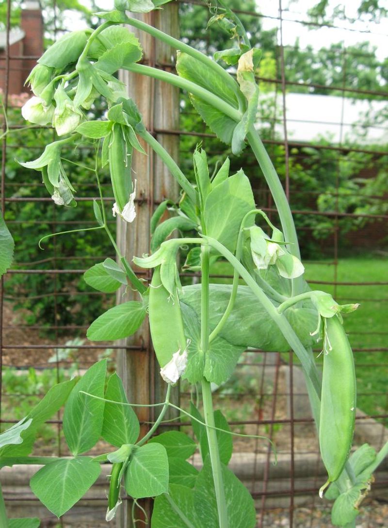 Peas