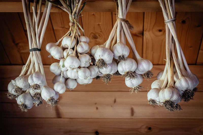 Finish With Timely Harvest and Proper Curing