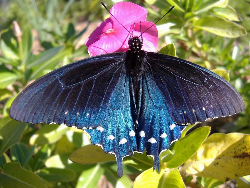 Pipevine Swallowtail