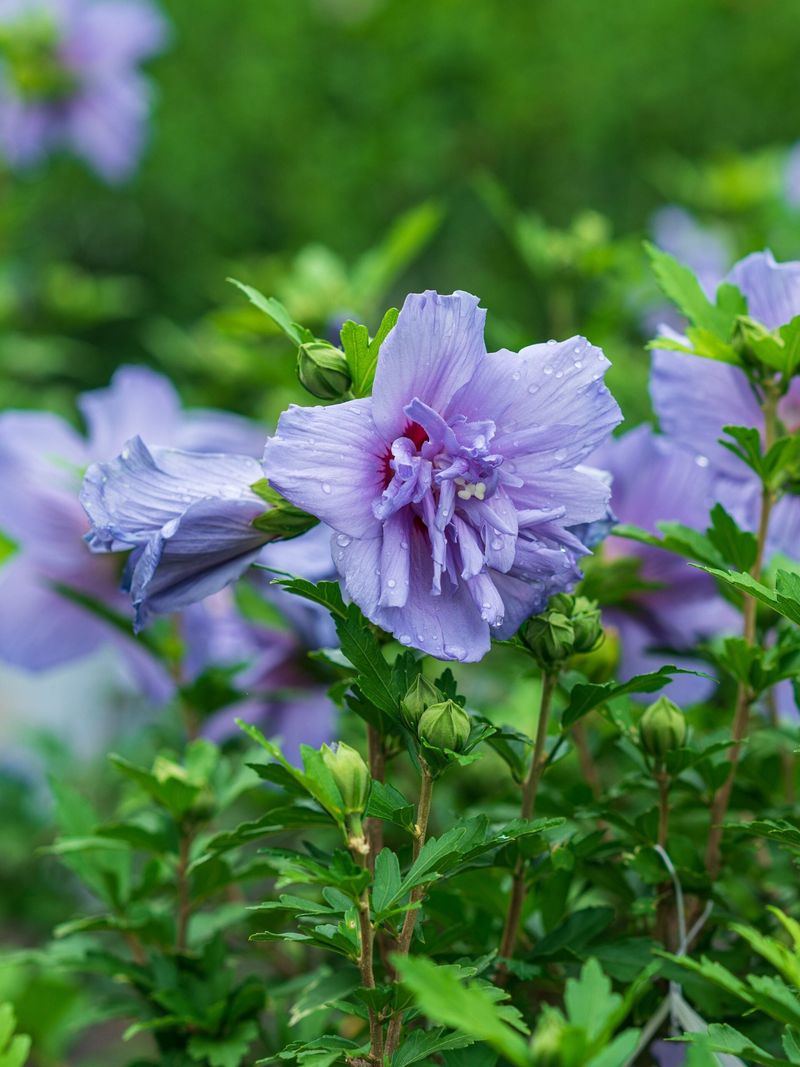 Rose of Sharon