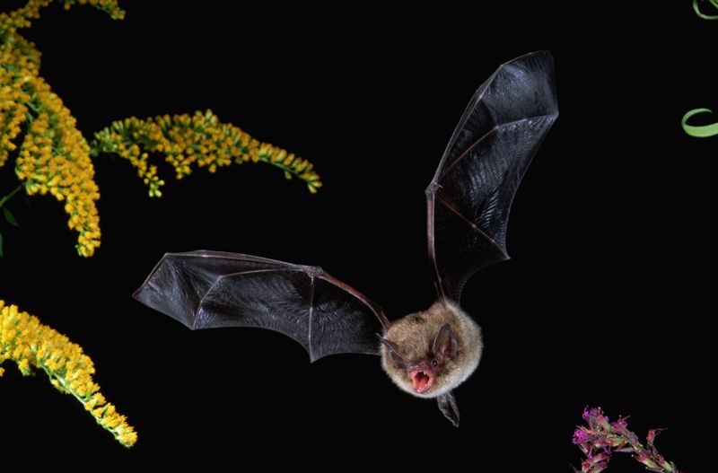 Watch normally flying bats from a distance