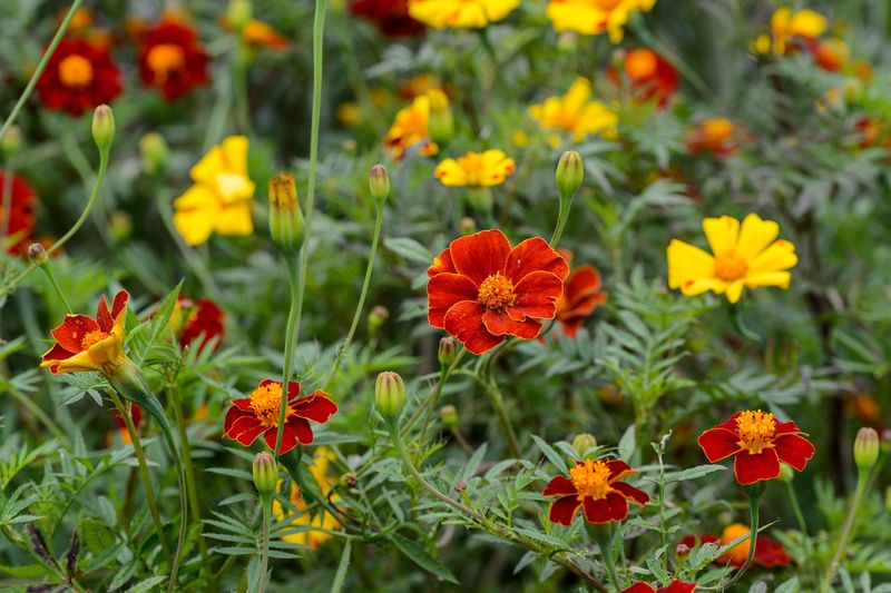 Marigolds