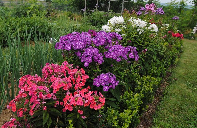 Garden Phlox