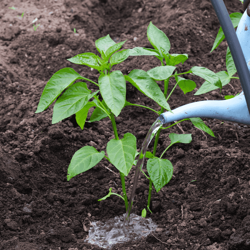 Keep Watering Consistent