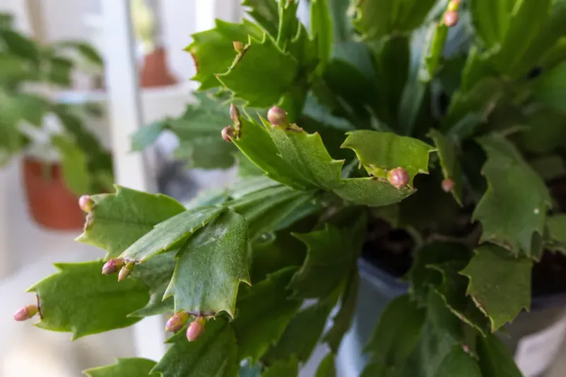Keep developing buds in a stable spot