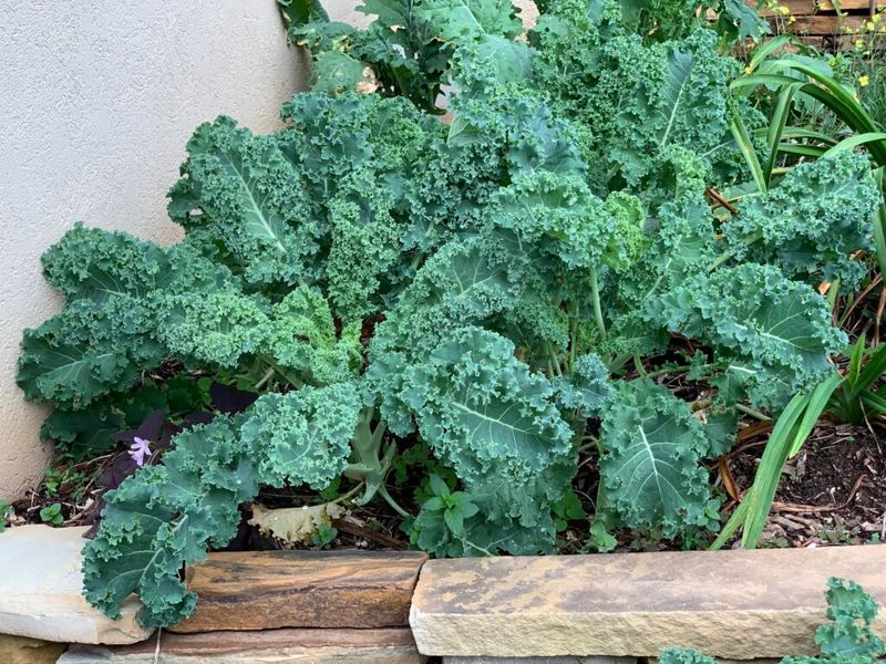Kale