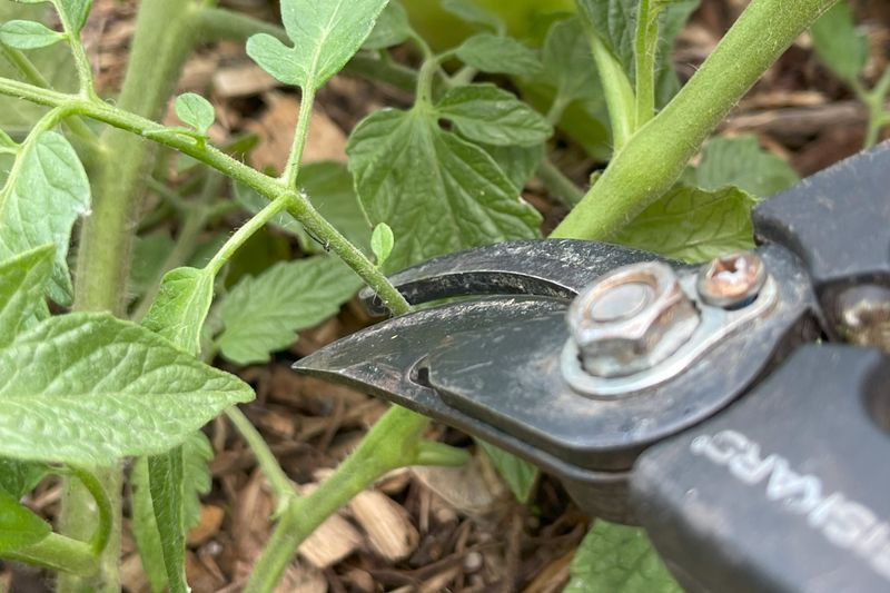 Pruning Determinate Varieties Like They Are Vines