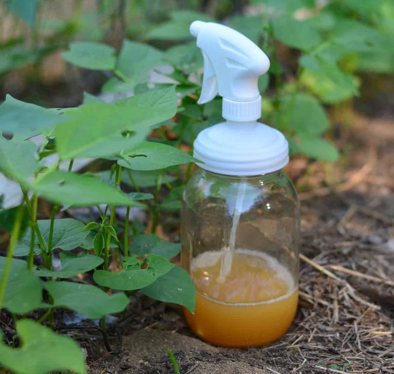 Dish Soap