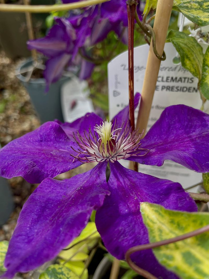 Clematis 'The President'