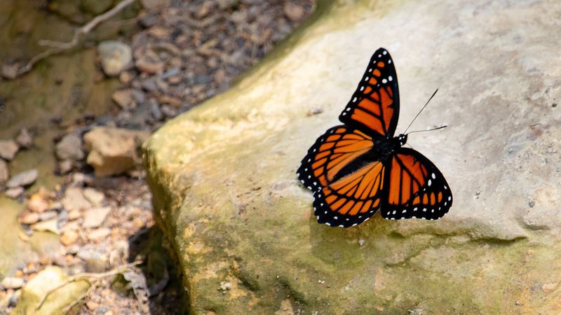 Create Warm Basking Spots