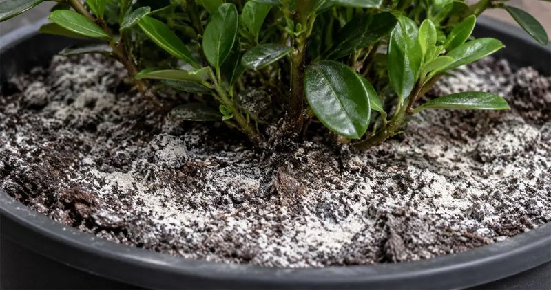 Salt Buildup in the Soil