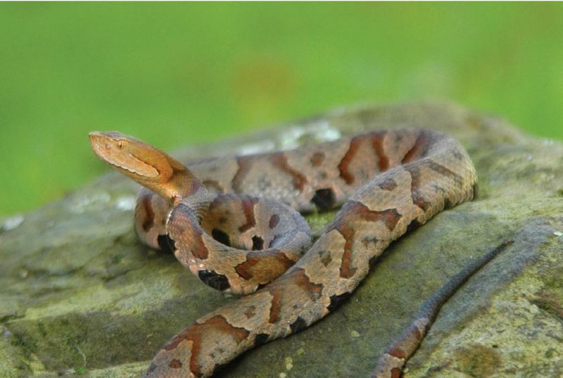 Treat every wood-pile check as a wildlife-safety task