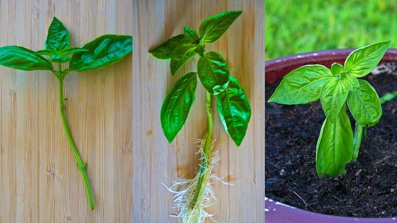 It Gives You Free Plants From Every Cutting