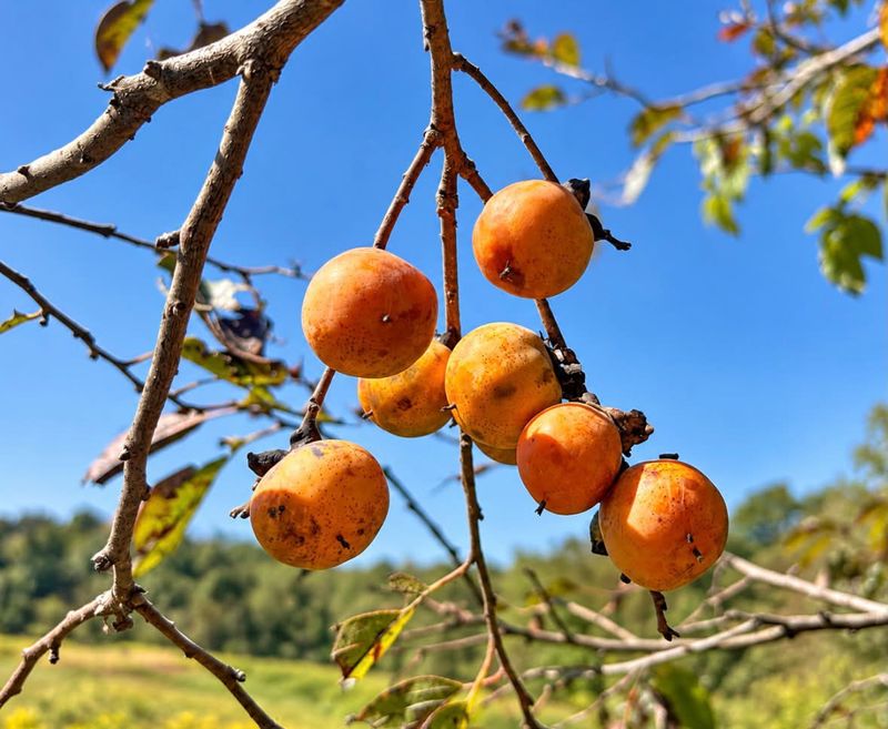 American Persimmon (Diospyros virginiana)