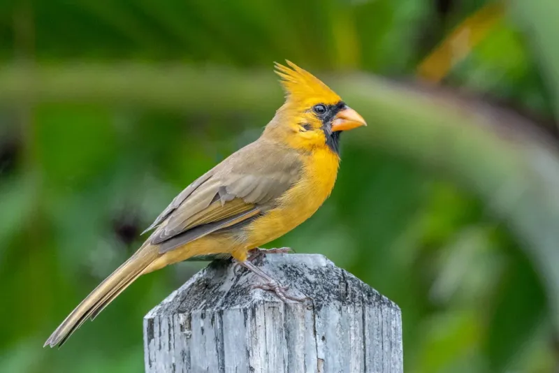 A yellow bird with cardinal features can be a Northern Cardinal