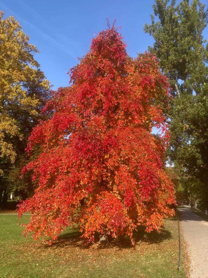 Blackgum is a native investment in shade and color