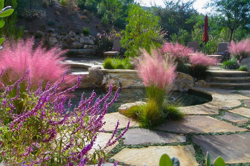Pink Muhly Grass (Muhlenbergia capillaris)