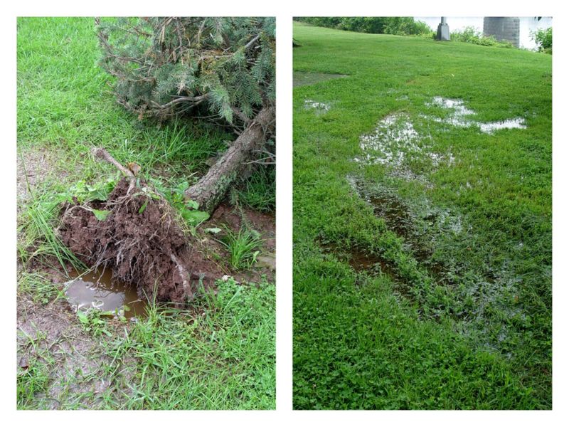 Letting the Roots Sit in Soggy Soil
