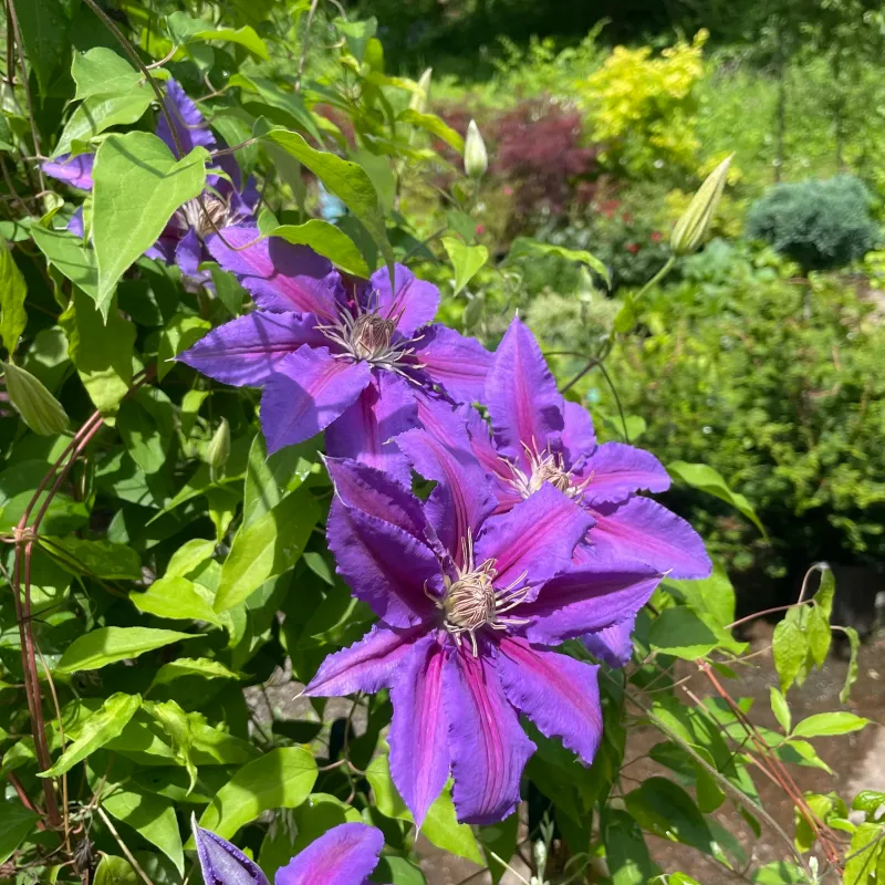 Use flowering time as a clue