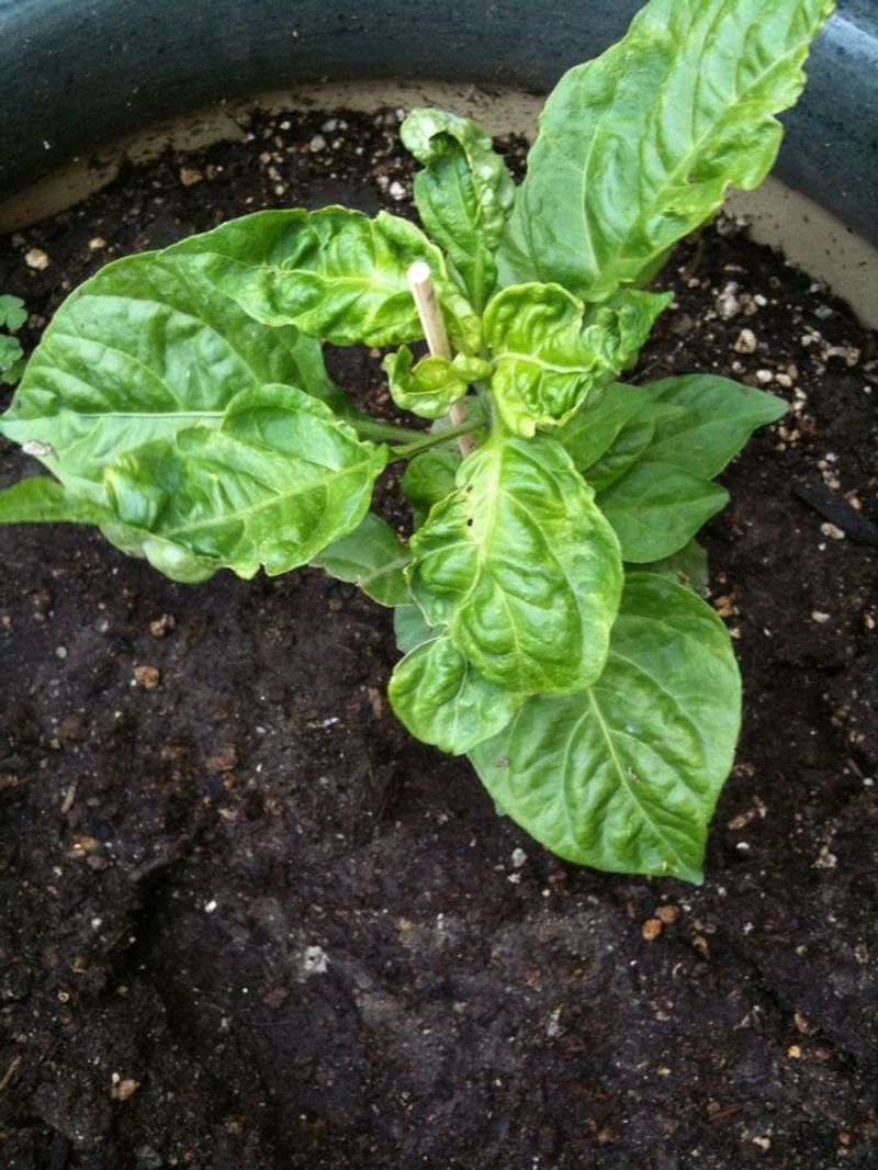 Fix Curled New Growth with Calcium