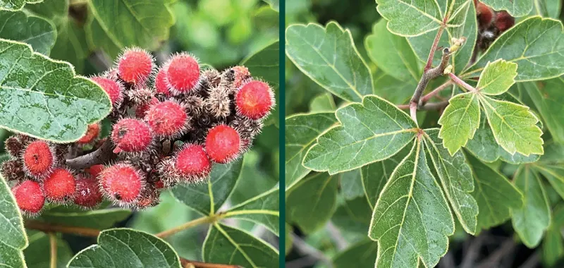 Fragrant Sumac (Rhus aromatica)