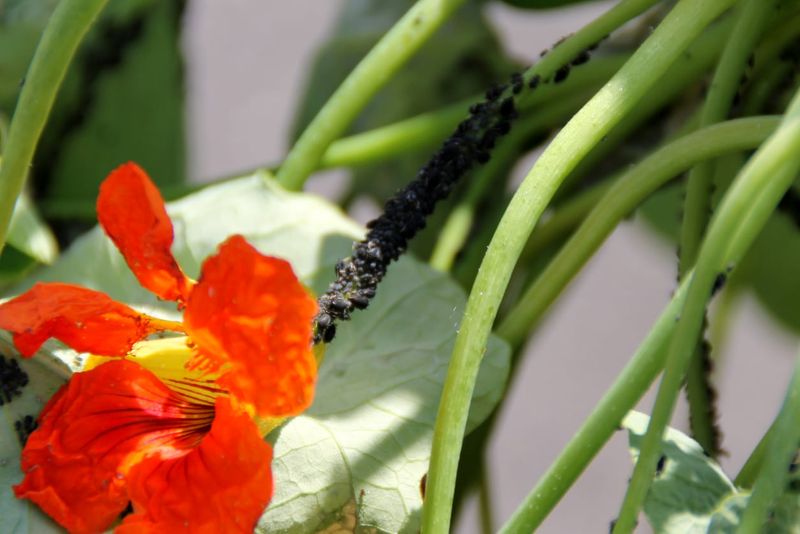 Nasturtiums