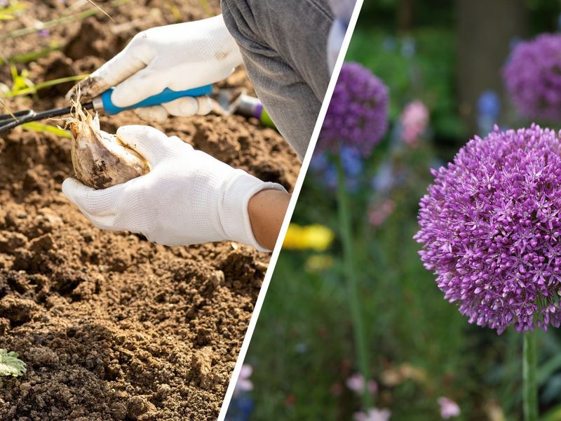 Give bulbs sun, drainage, and the right planting depth