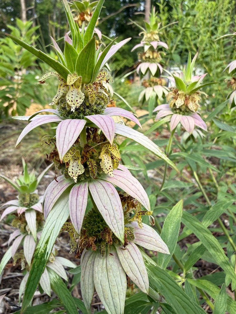 Spotted beebalm offers a distinctive late-summer display