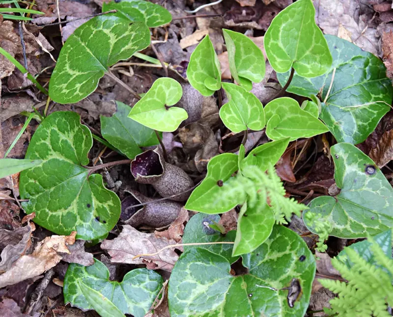 Virginia Wild Ginger (Hexastylis virginica)