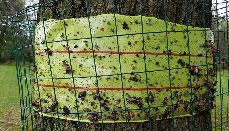 Manage a Confirmed Problem Without Harming the Yard