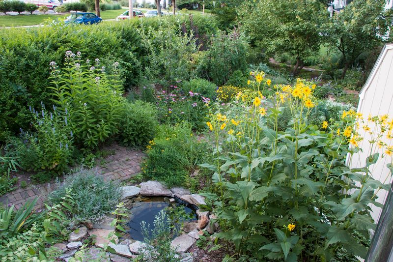 What else can make a yard more hospitable to fireflies?