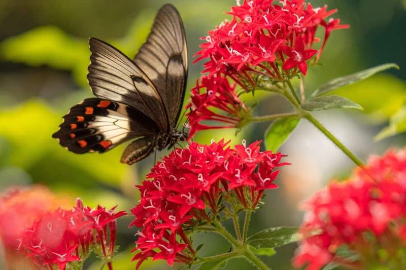 Pentas