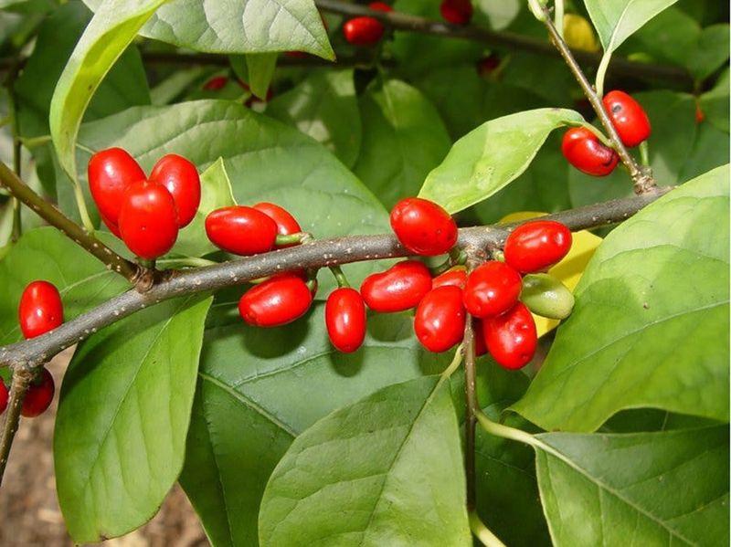 Spicebush